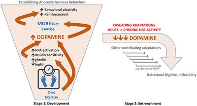 The Rise and Fall of Dopamine: A Two-Stage Model of the Development and Entrenchment of Anorexia Nervosa